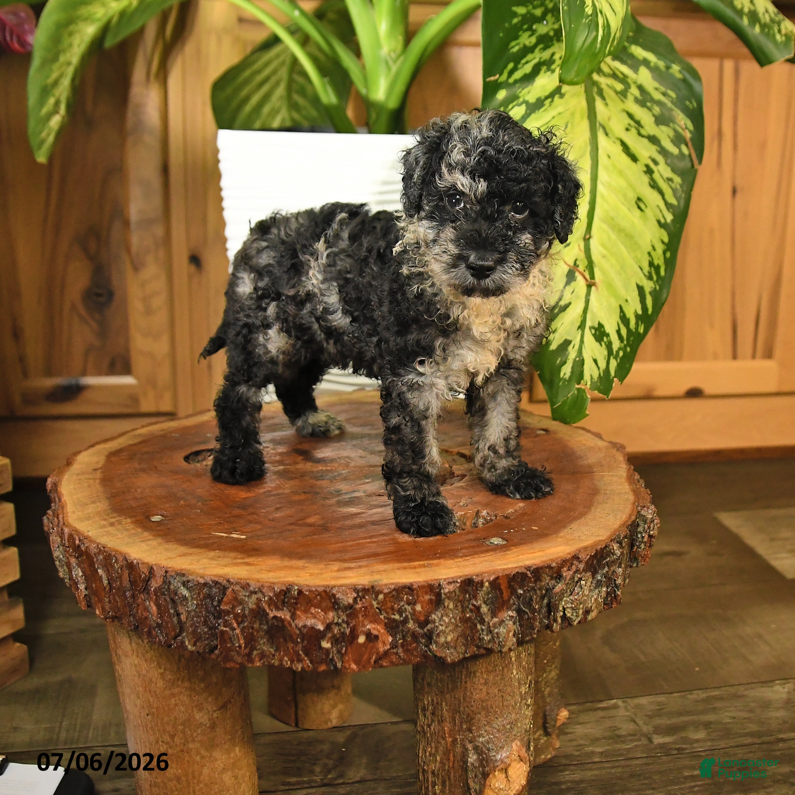 Miniature Poodle dogs Andrew - Ad 1