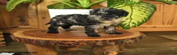 Miniature Poodle dogs for sale: Andrew - Ad 1