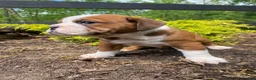 English Bulldog dogs for sale: Beauty - Ad 6