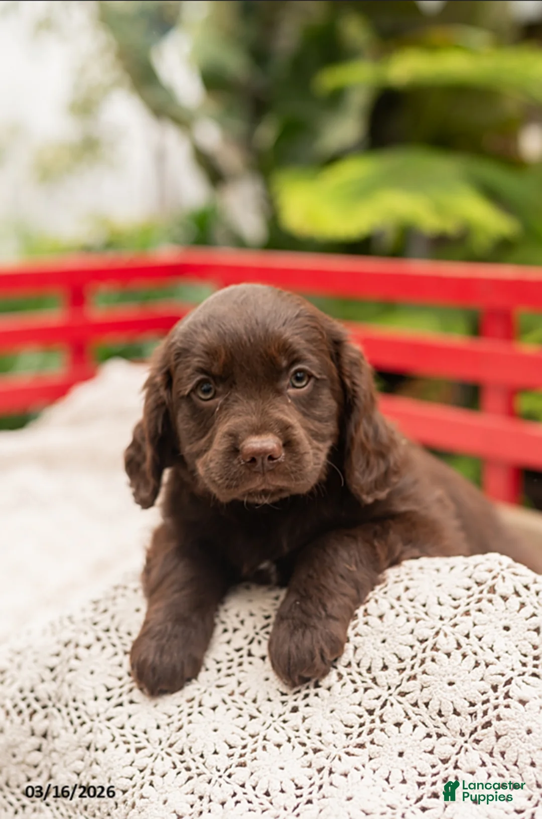 Mixed Breed dogs for sale: Ivy - Ad 1