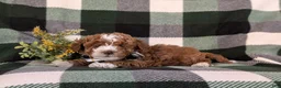 Lhasapoo dogs for sale: Ian Hypoallergenic - Ad 4