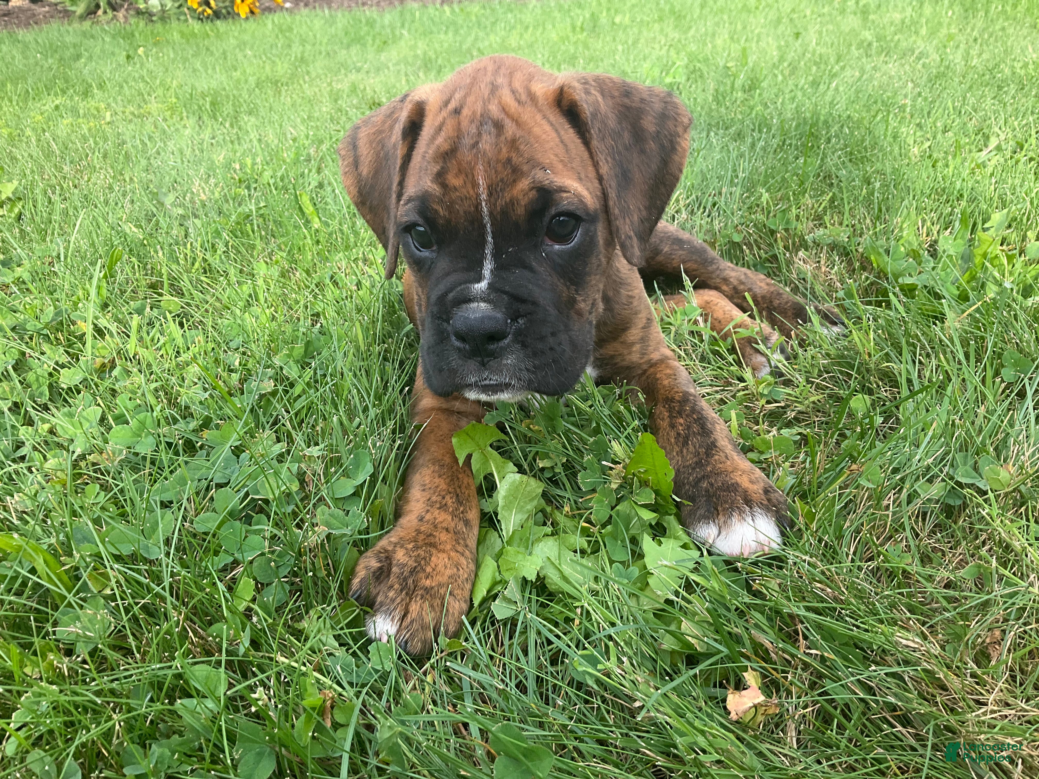 Boxer dogs Granger - Ad 2