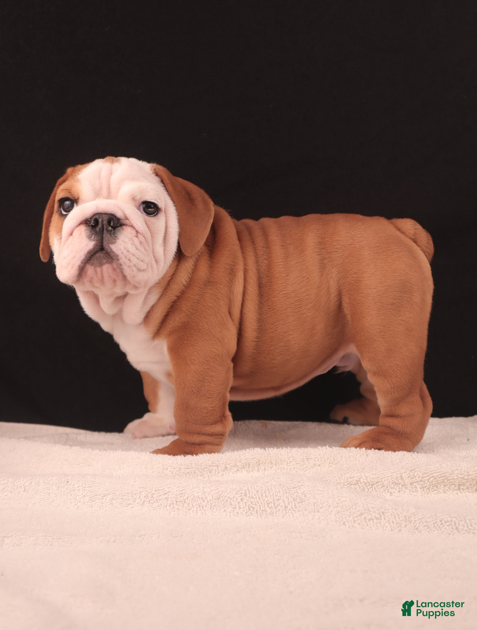 English Bulldog dogs Marv - Ad 38