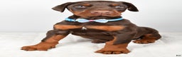Doberman Pinscher dogs for sale: Wyatt - Ad 7
