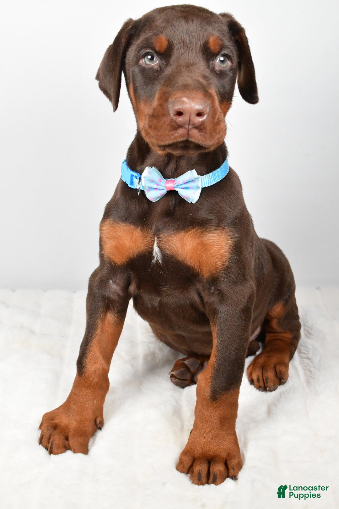 Doberman Pinscher dogs for sale: Wyatt - Ad 7