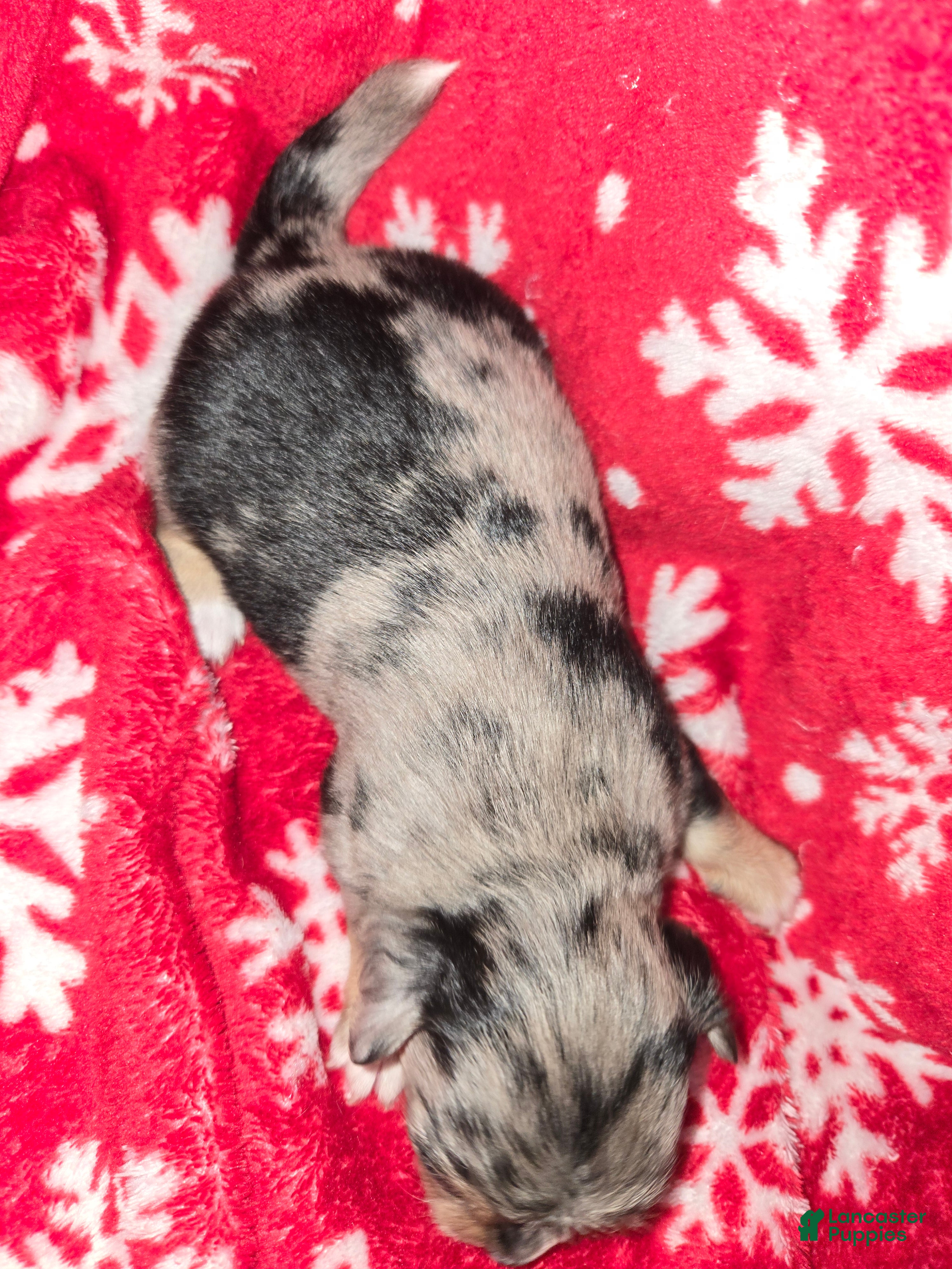 Chihuahua dogs Long Hair Merle girl - Ad 2