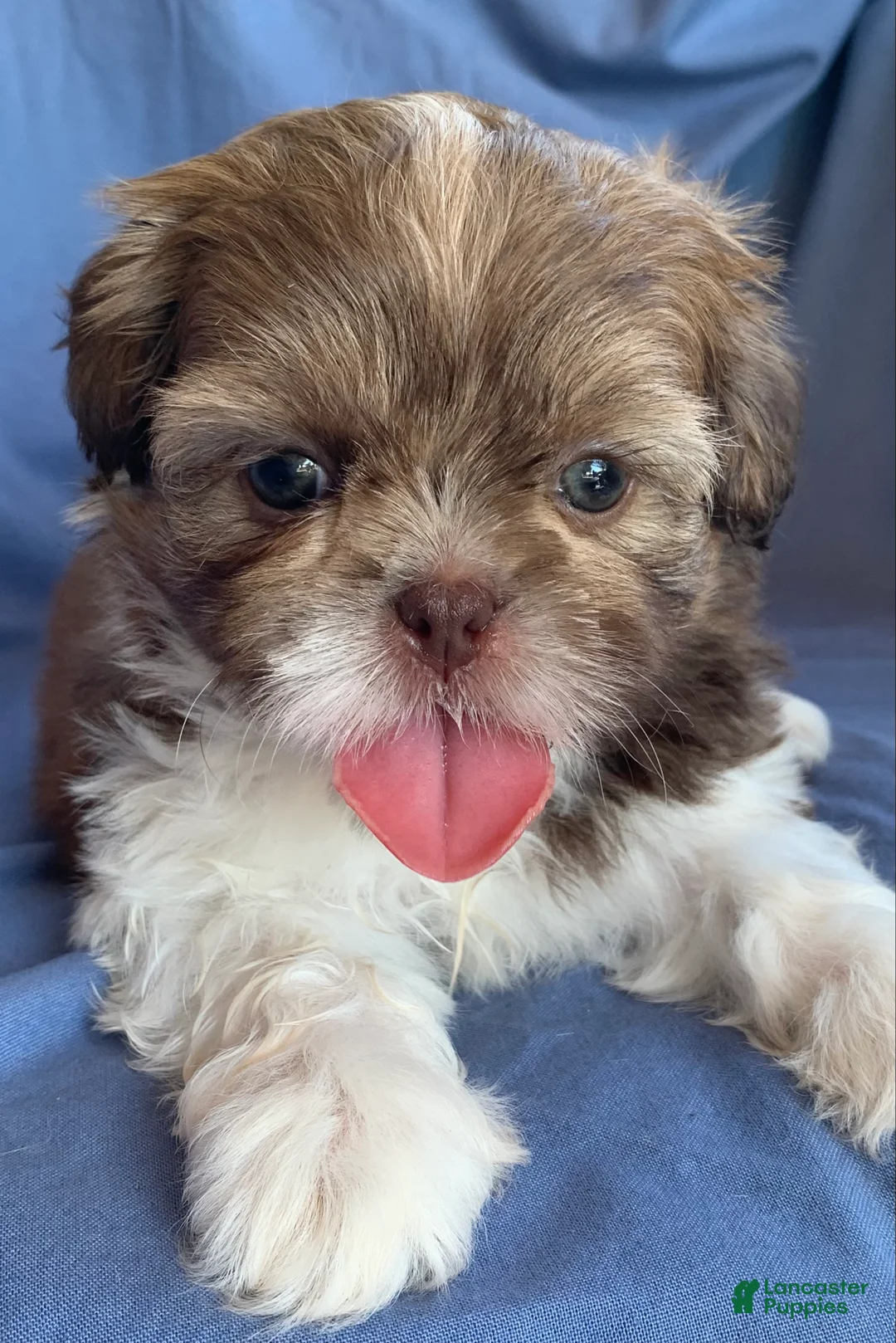 Shih Tzu dogs for sale: Molly - Ad 2