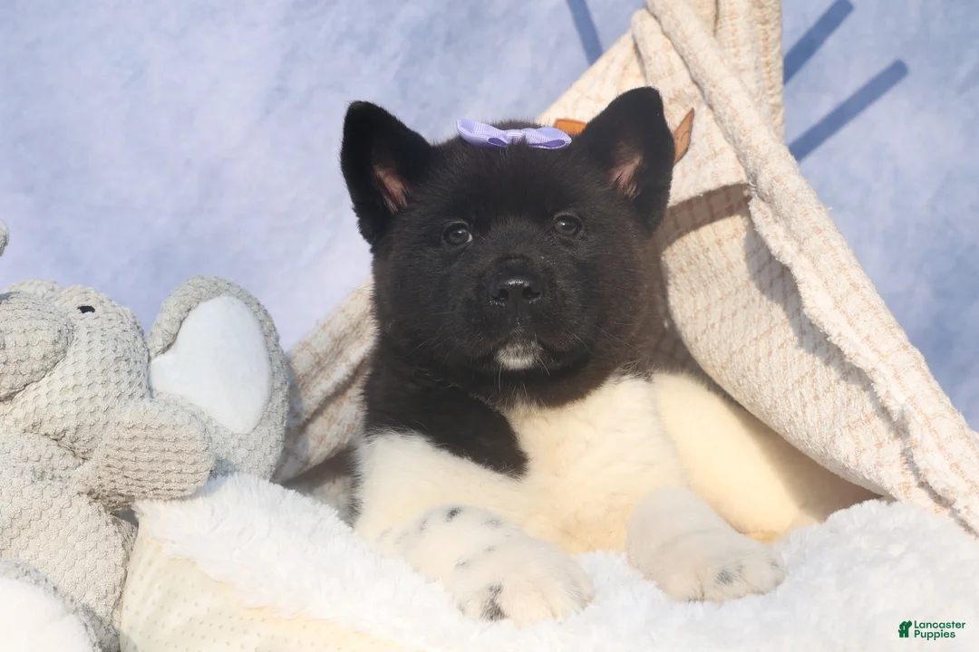 Akita dogs for sale: Oakley - Ad 2