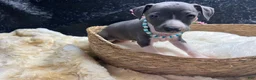 Italian Greyhound dogs for sale: Italian Greyhound 2 - Ad 7