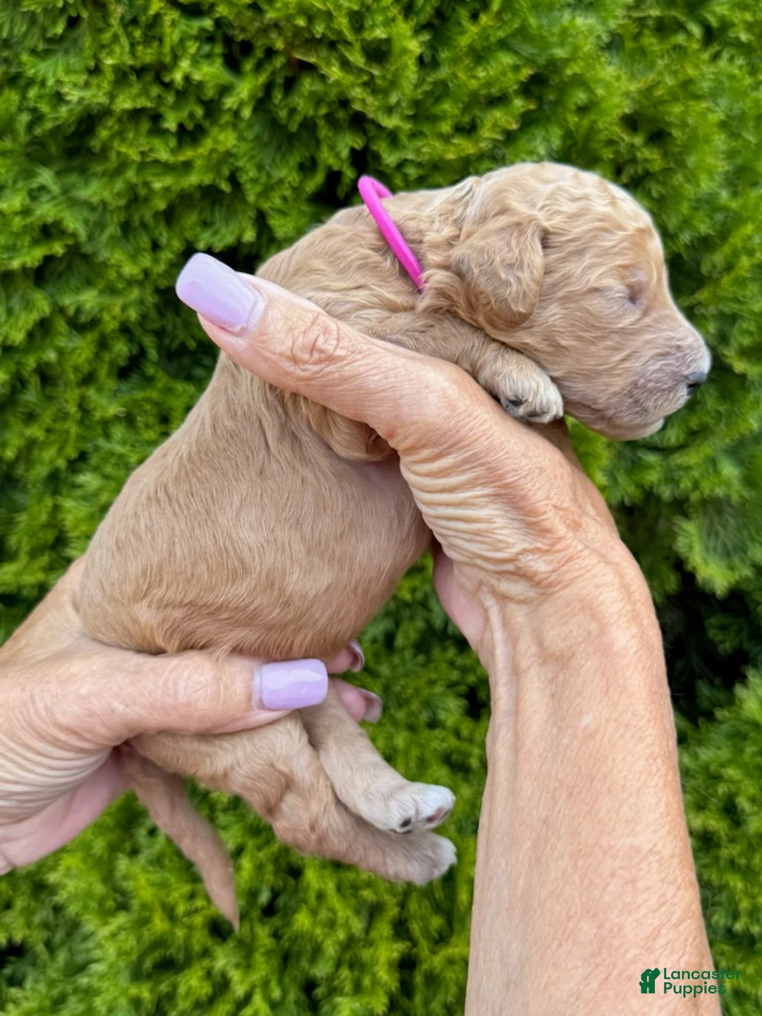 Goldendoodle dogs for sale: Magenta - Ad 4