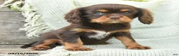 Cavalier King Charles Spaniel dogs for sale: Tabitha - Ad 3