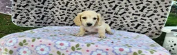 Miniature Dachshund dogs for sale: Berry - Ad 1