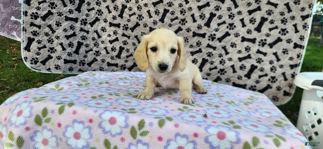 Miniature Dachshund dogs for sale: Berry - Ad 1