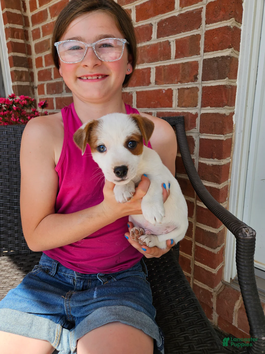 Jack Russell Terrier dogs for sale: Jack Russell Terrier Puppy 4 - Ad 1