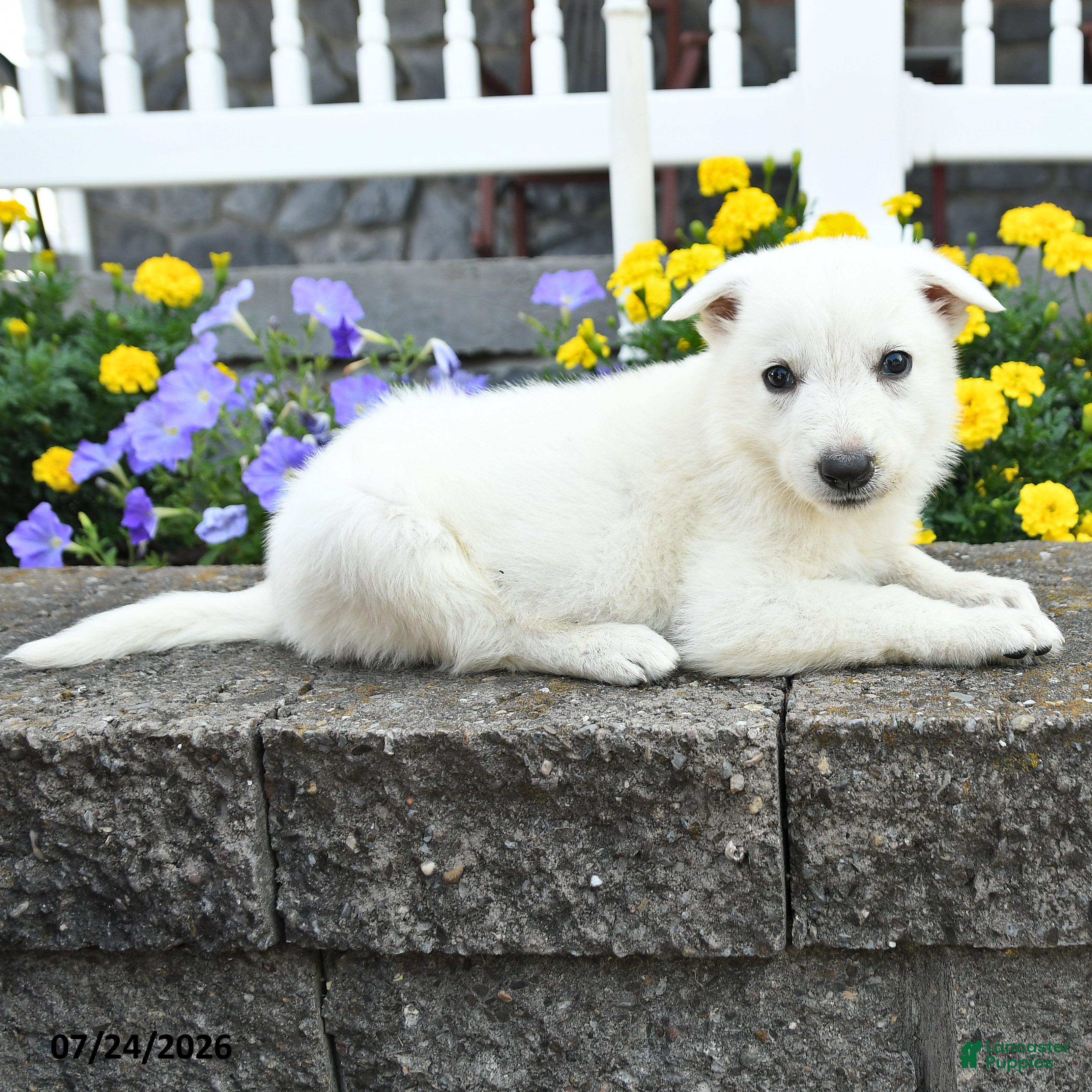 German Shepherd dogs Kayla - Ad 2