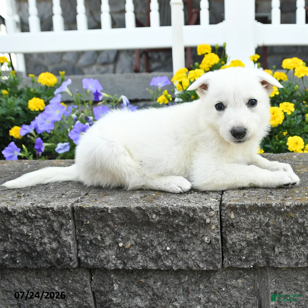 German Shepherd dogs for sale: Kayla - Ad 2