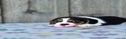 Beaglier dogs for sale: Lucy - Ad 4