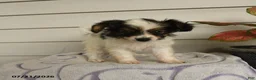 Papillon dogs for sale: Ripple - Ad 4