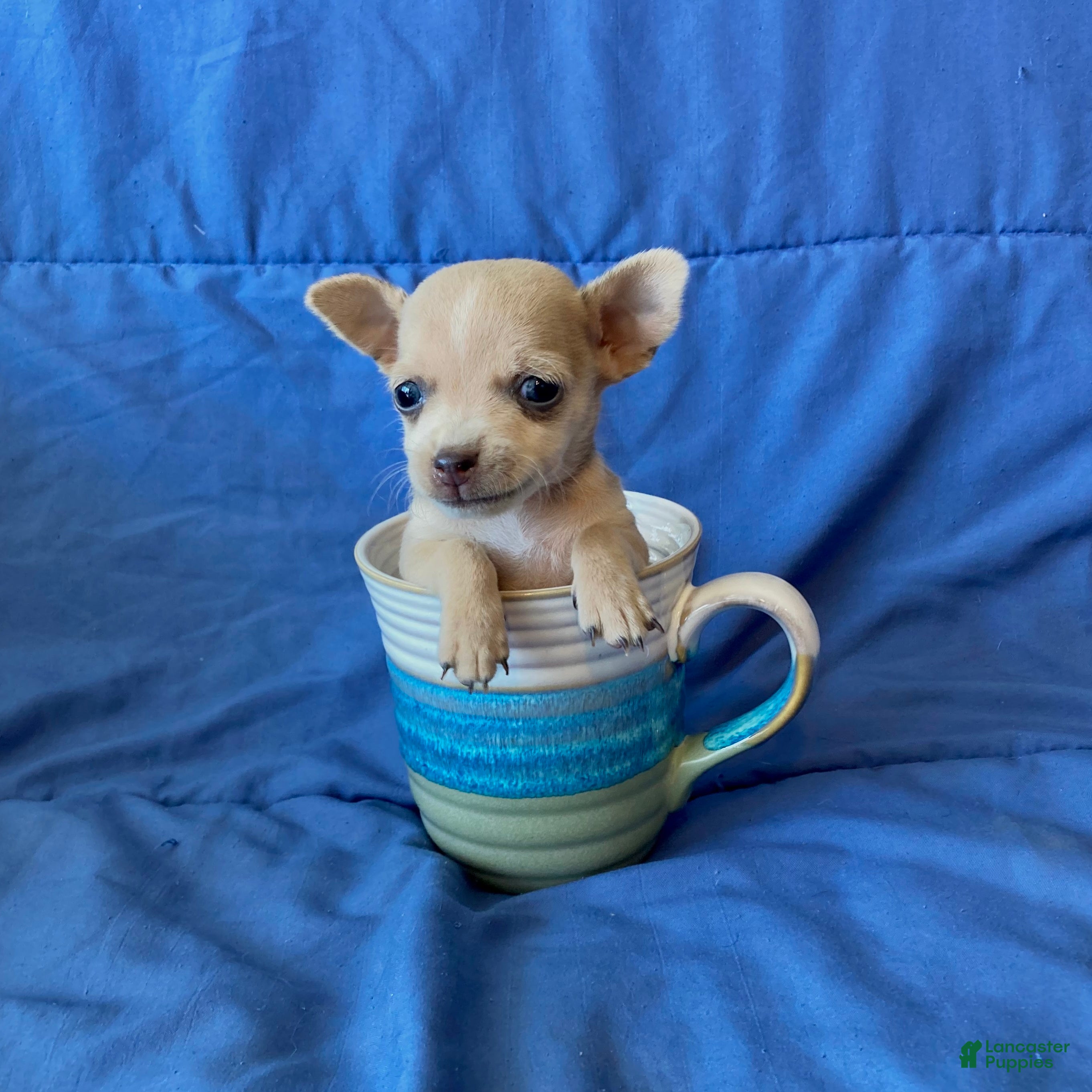 Chihuahua dogs Fletcher - Ad 41