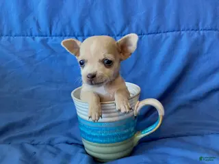 Chihuahua dogs Fletcher - Ad 41