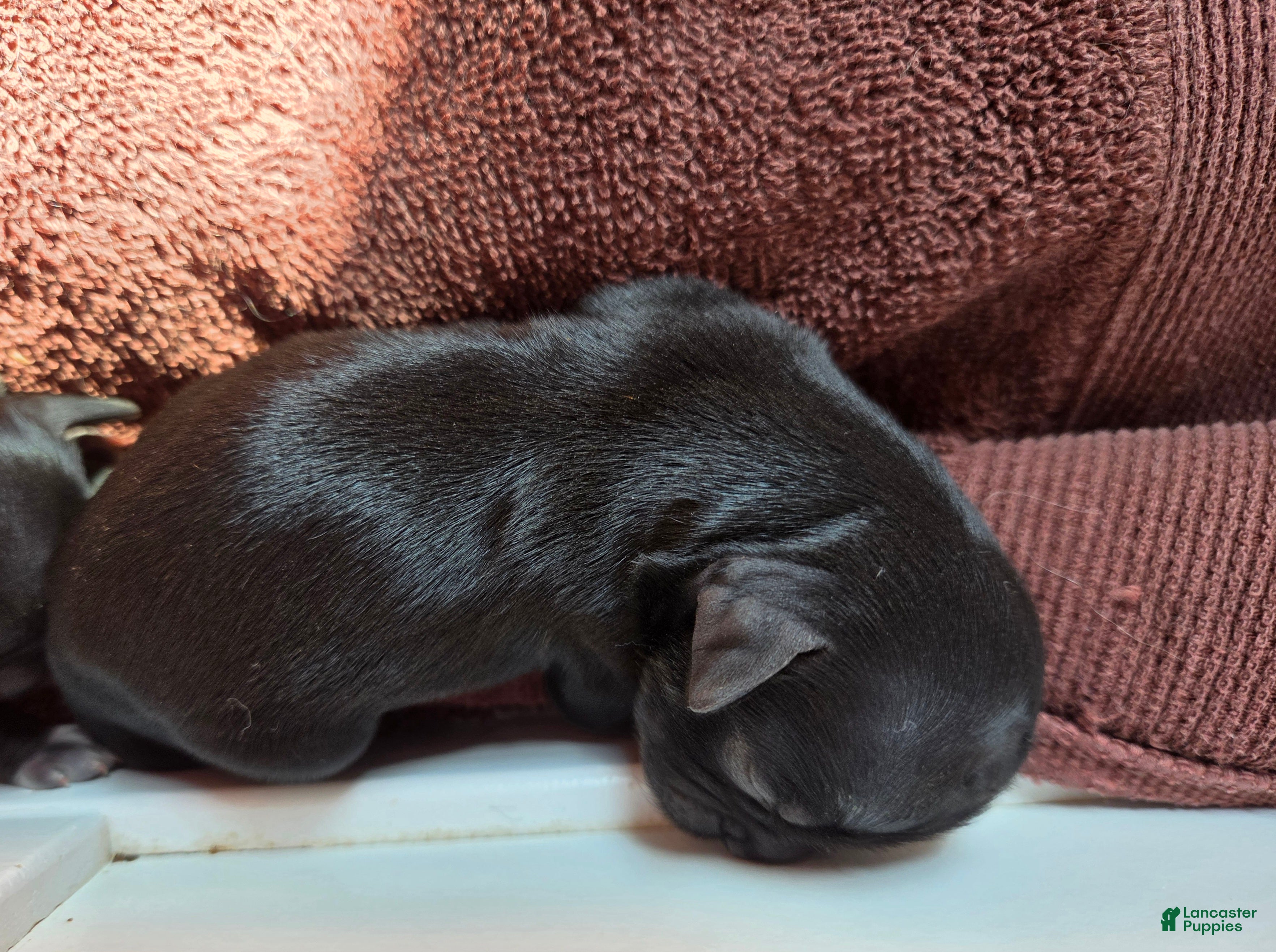 Shih Tzu dogs Shih Tzu Puppy 2 - Ad 29