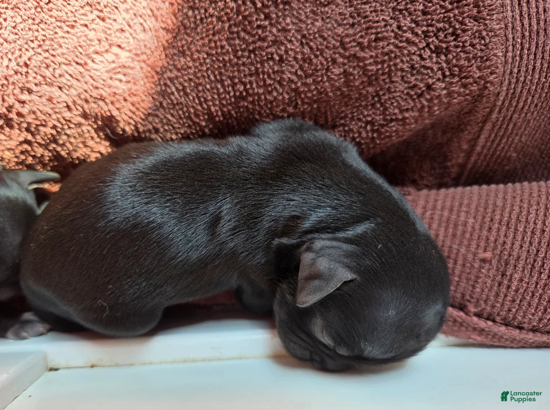 Shih Tzu dogs for sale: Shih Tzu Puppy 2 - Ad 1
