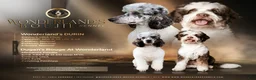 Mini Bernedoodle dogs for sale: Biscotti SALE! - Ad 20