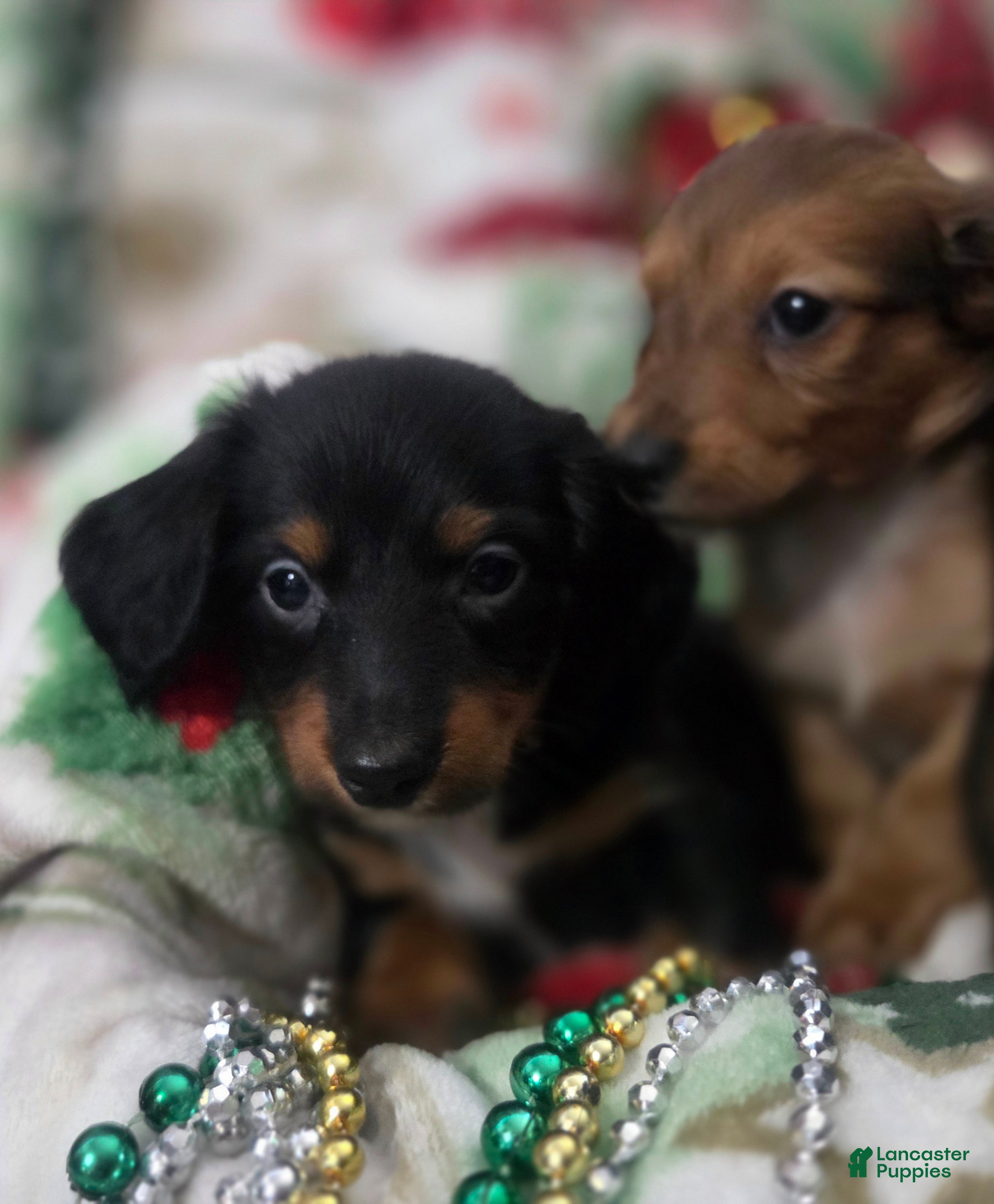 Miniature Dachshund dogs for sale: Miniature Dachshund 3 - Ad 2