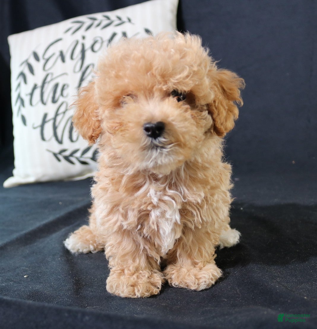Maltipoo dogs for sale: Max - Ad 3