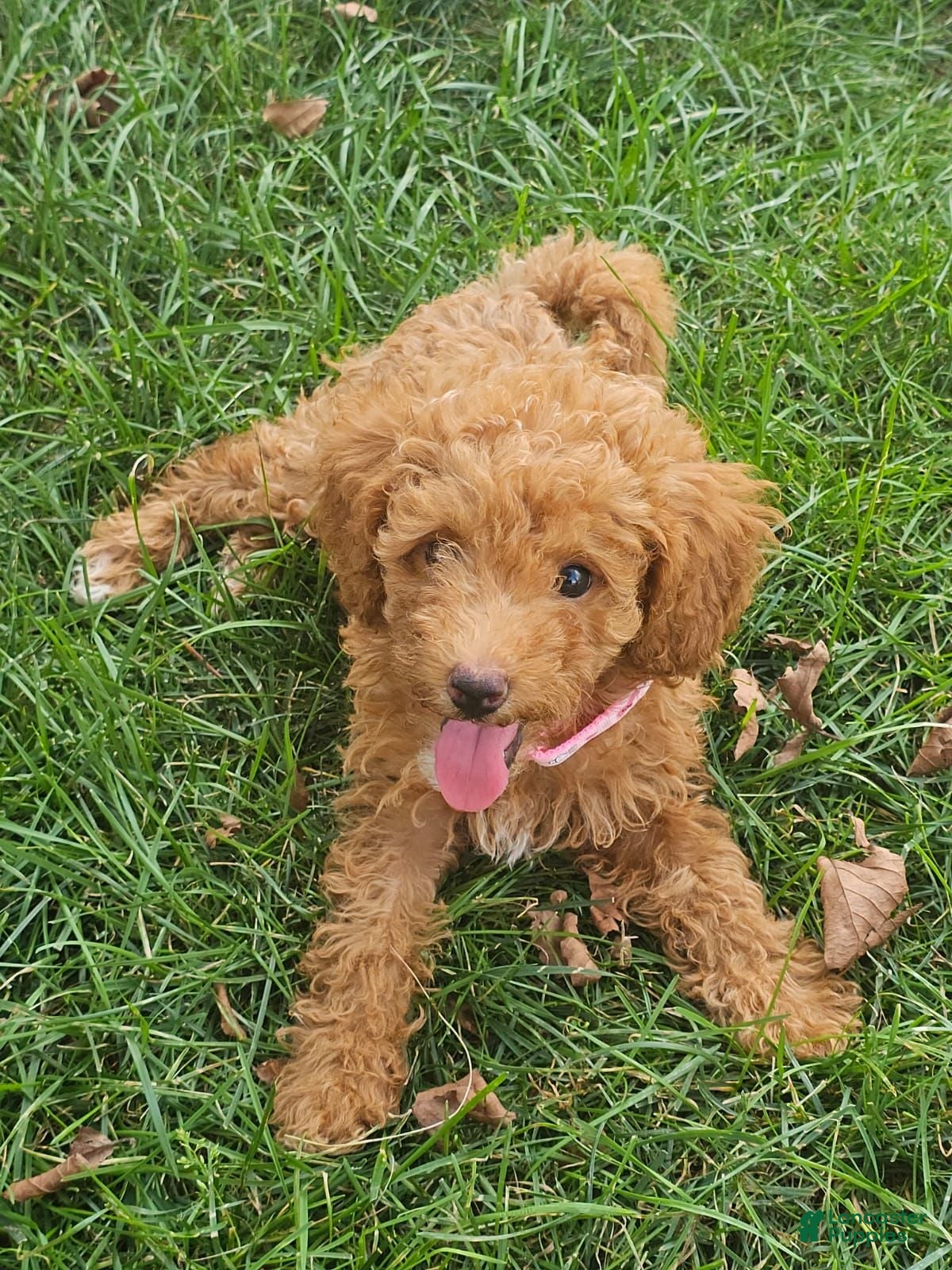 Miniature Poodle dogs Rosie-Potty and Crate Training/Parents Health Tested  - Ad 2