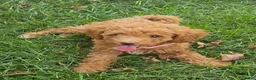 Miniature Poodle dogs for sale: Rosie-Potty and Crate Training/Parents Health Tested  - Ad 2