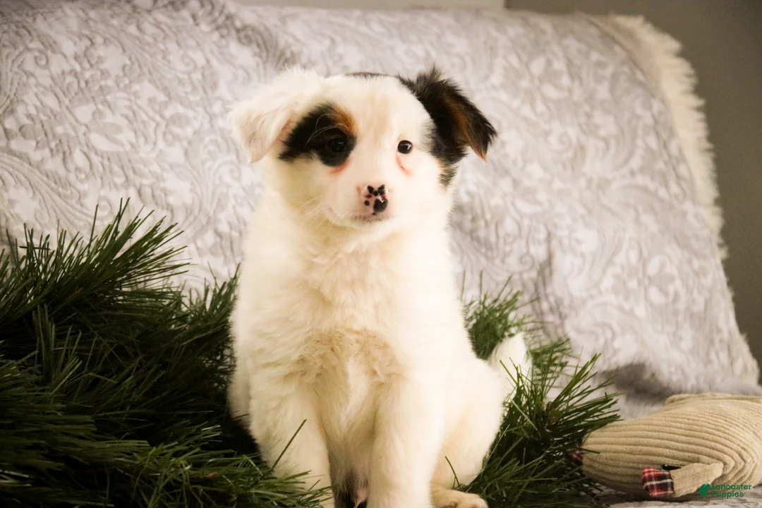 Mixed Breed dogs for sale: Barney - Ad 4