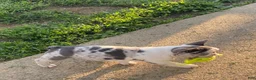 French Bulldog dogs for sale: French Bulldog 2 - Ad 6