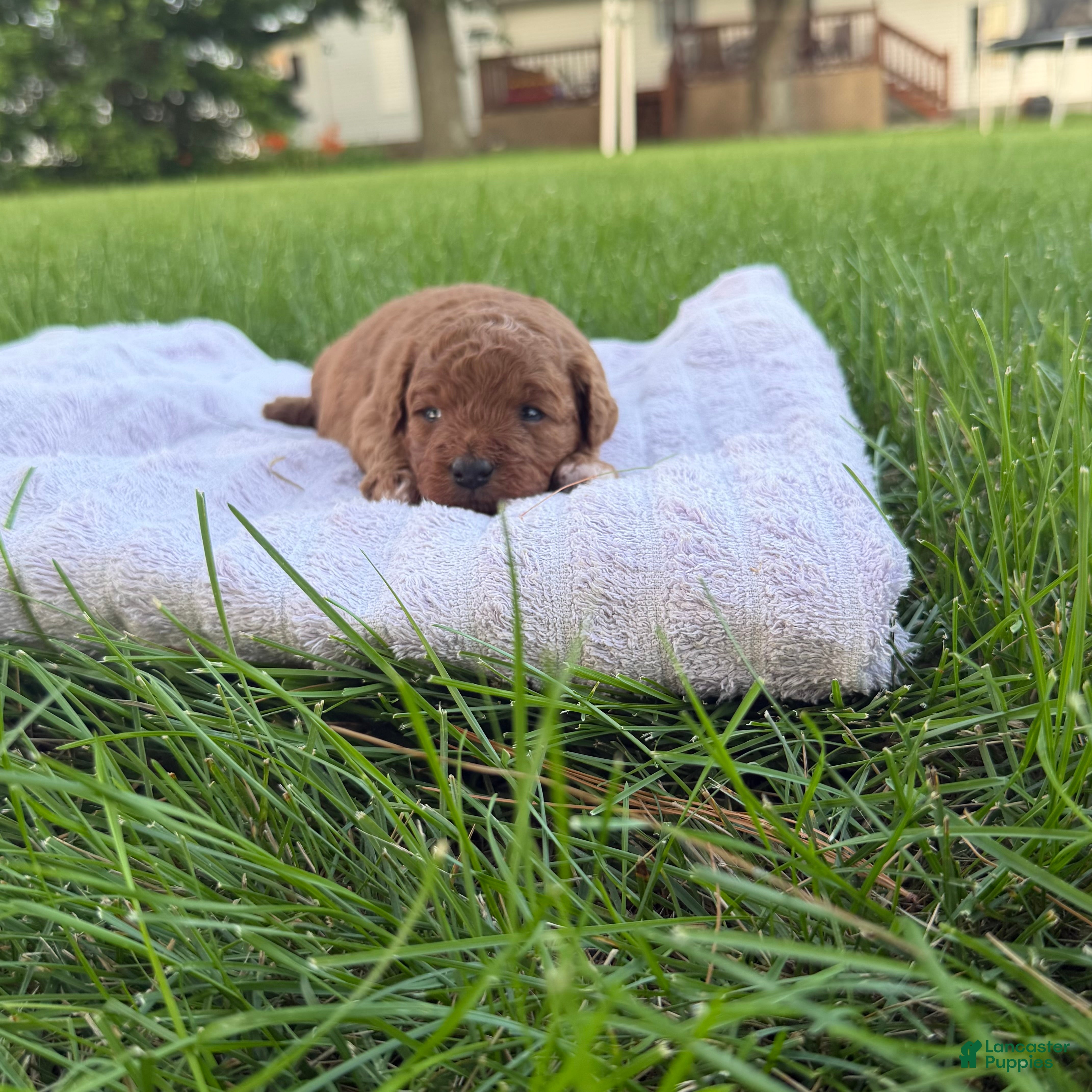 Mini Goldendoodle dogs Lollipop Mini Goldendoodle  - Ad 1