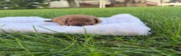 Mini Goldendoodle dogs for sale: Lollipop Mini Goldendoodle  - Ad 1