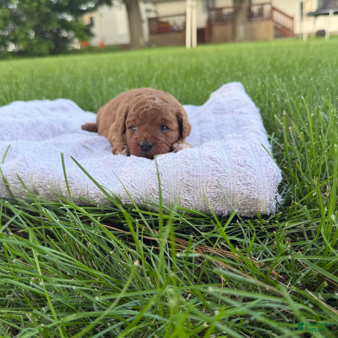 Mini Goldendoodle dogs for sale: Lollipop Mini Goldendoodle  - Ad 1