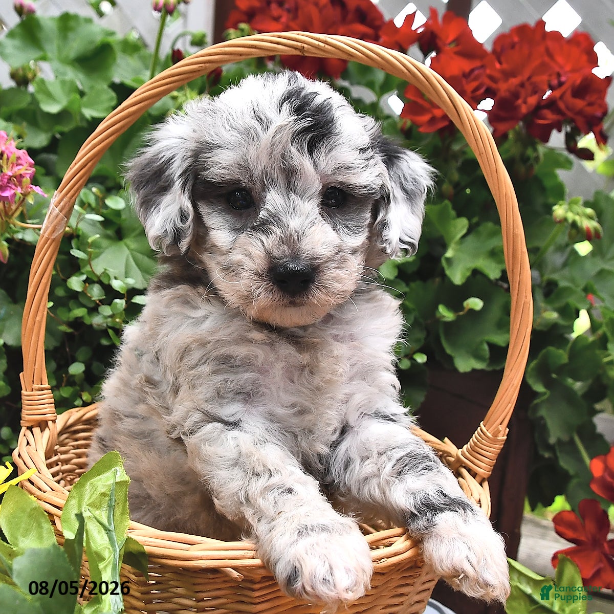 Miniature Poodle dogs Callie - Ad 1