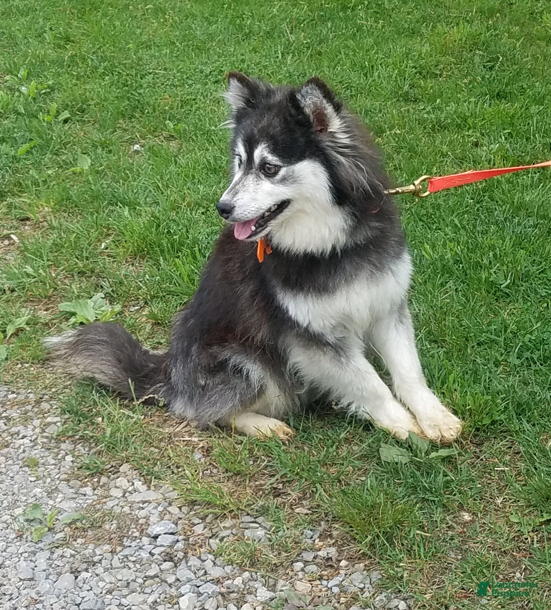 Pomsky dogs for sale: Skye - Ad 10
