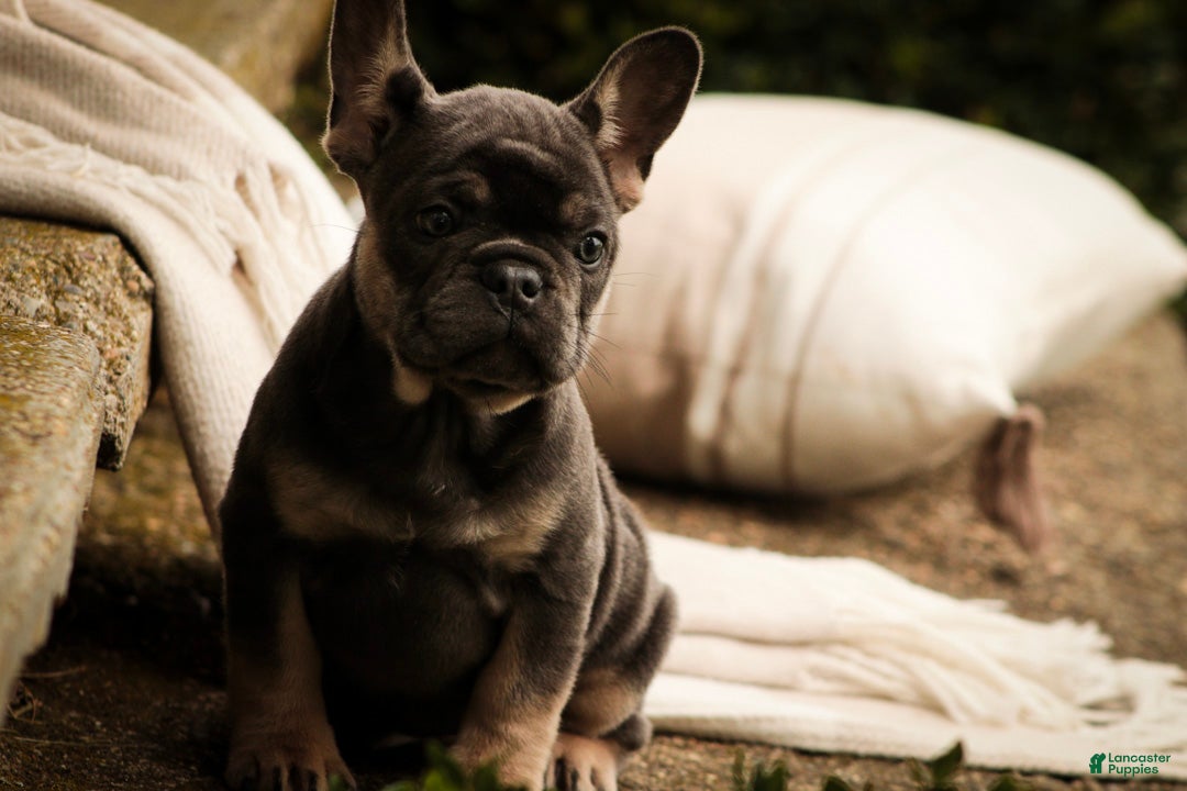 French Bulldog dogs Mia French Bulldog  - Ad 2