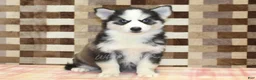 Pomsky dogs for sale: Bailey - Ad 3