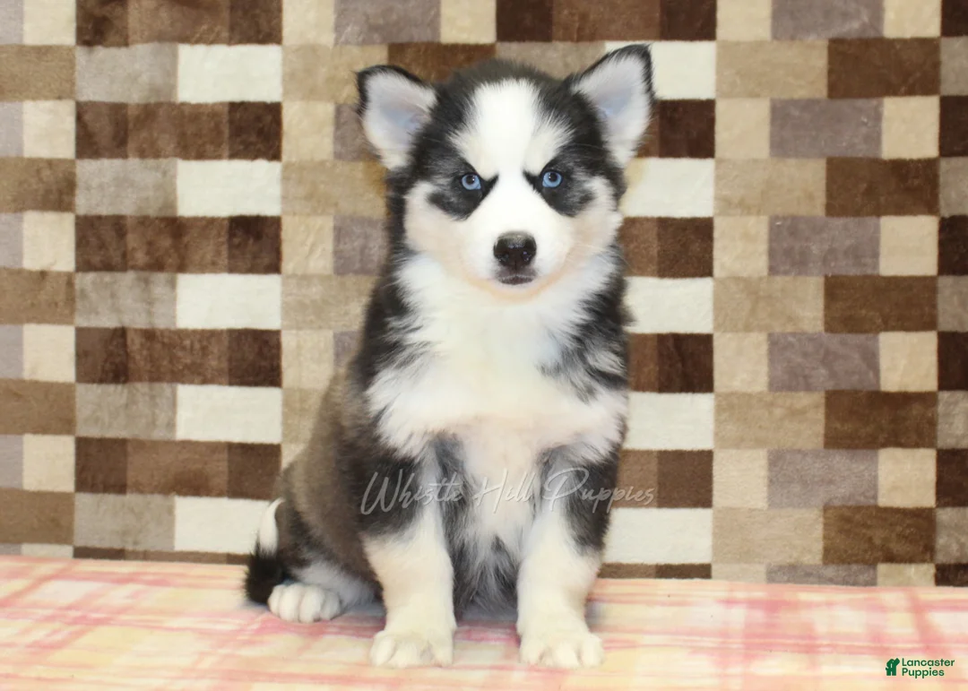 Pomsky dogs for sale: Bailey - Ad 3