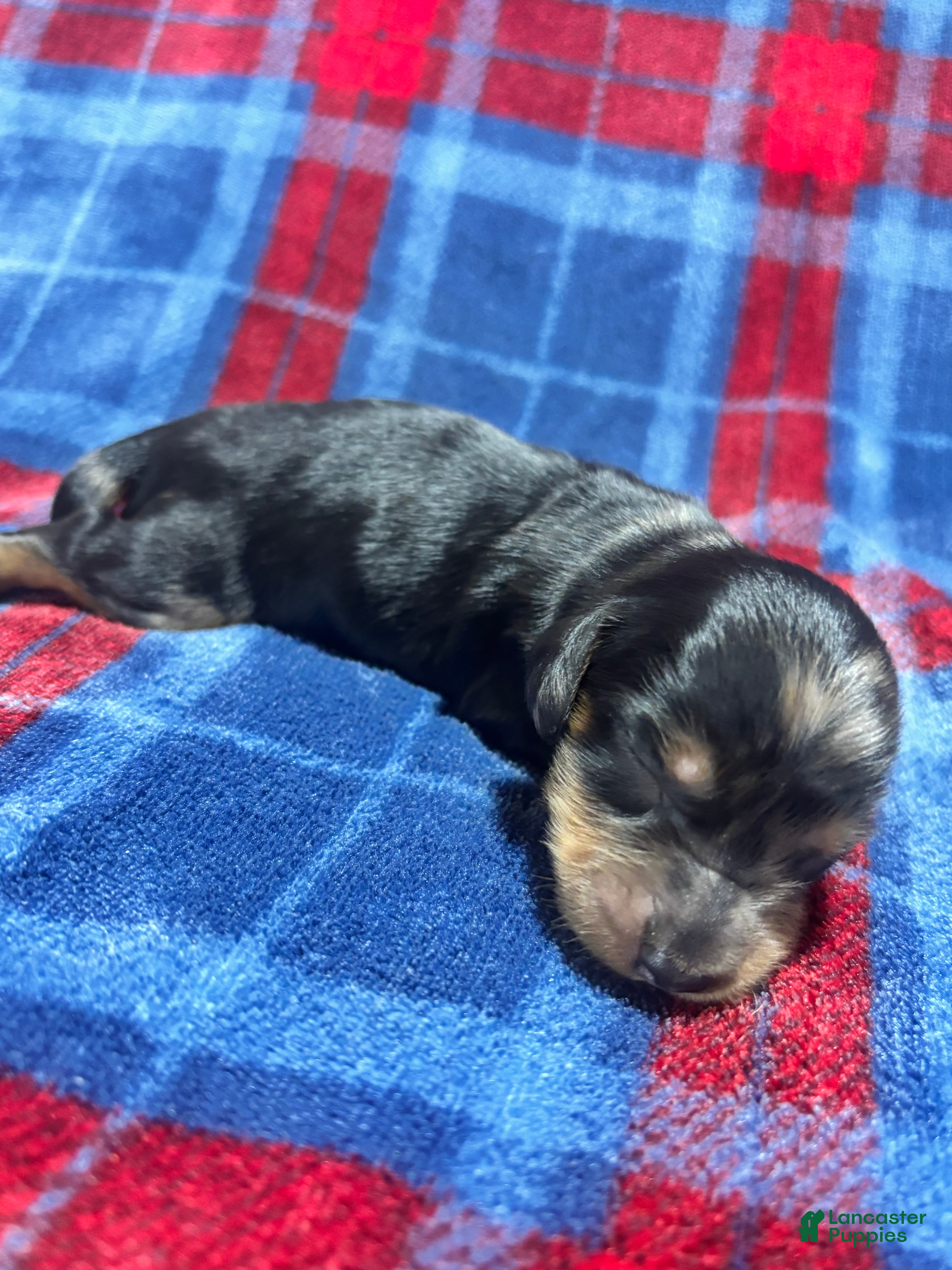 Dachshund dogs Dachshund 2 - Ad 1