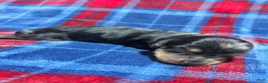 Dachshund 2