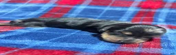 Dachshund dogs for sale: Dachshund 2 - Ad 1