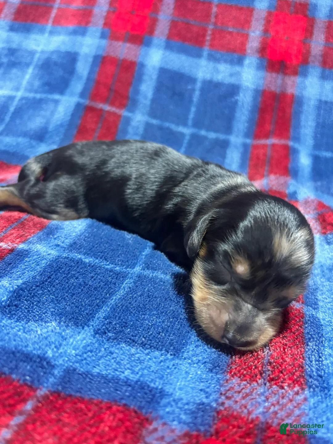 Dachshund dogs for sale: Dachshund 2 - Ad 1