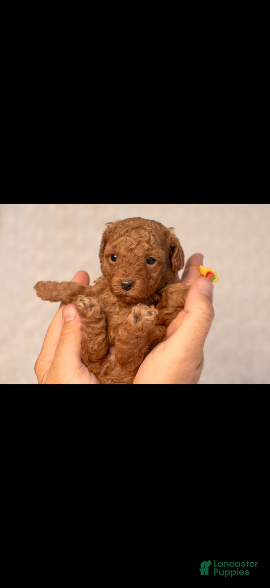 Toy Poodle dogs Toy Poodle 3 Ruby  - Ad 1