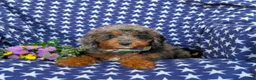 Mini Goldendoodle dogs for sale: Dana Hypoallergenic - Ad 5