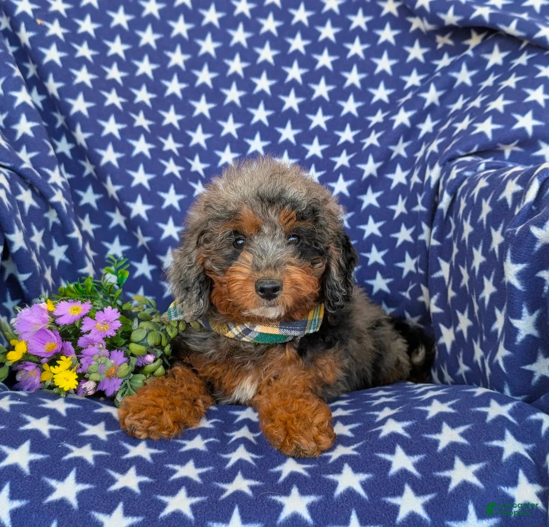 Mini Goldendoodle dogs for sale: Dana Hypoallergenic - Ad 5