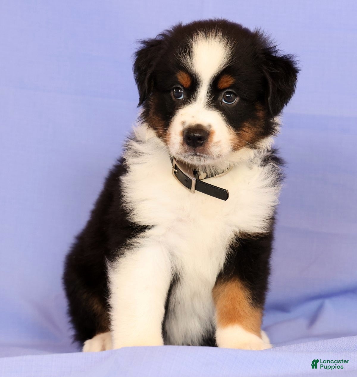 Miniature Australian Shepherd dogs David - Ad 2