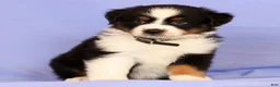 Miniature Australian Shepherd dogs for sale: David - Ad 2